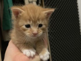 5 Katzen Babys ab 12. Woche abzugeben