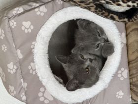 BKH Kitten🥰🥰