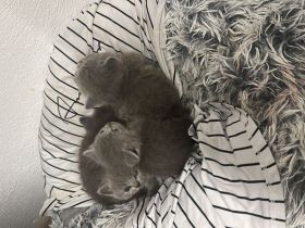 BKH-Kitten suchen ein liebevolles Zuhause