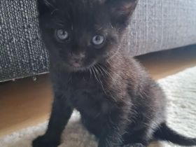 Kater Schwarz
