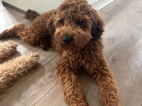 Wurfankündigung: Mini Labradoodle aus chemiefreier gesunder Aufzucht mit Papieren