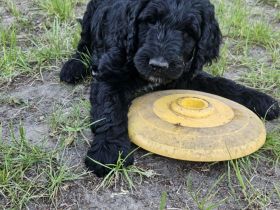 Goldendoodle Standard mit Ahnenpass