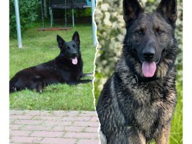 DSH Schäferhund Welpen mit geradem Rücken