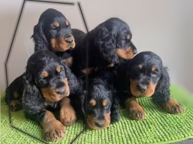 Gordon Setter Welpen