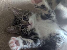 1 Kitten abzugeben (weiblich)