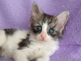 Reinrassige Türkisch Angora Kätzchen mit Papieren