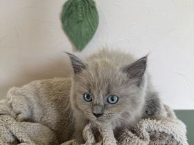 Ragdoll Cherubim Kitten mit Stammbaum