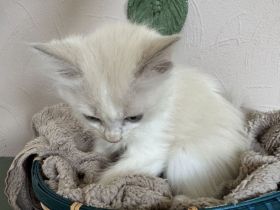 Ragdoll Cherubim Kitten mit Stammbaum