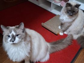 Ragdoll Kater 2 Jahre alt