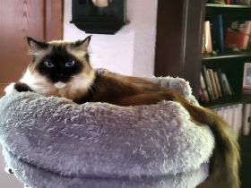 Ragdollkatze in fürsorgliche Hände abzugeben