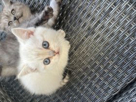 BKH kitten zu vergeben