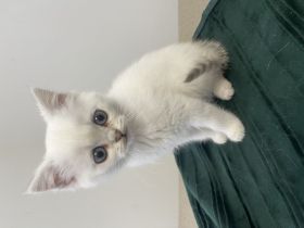 Wunderschöne Britisch-Kurzhaar-Kitten suchen ein liebevolles Zuhause
