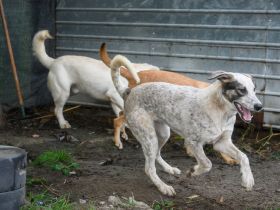 Millie sucht ein Zuhause