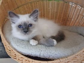 Reinrassige Heilige Birma Kitten, blue point, weibl., 15 Wochen alt, bei Schwerin