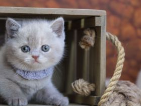 BKH Kitten mit Stammbaum direkt vom Züchter
