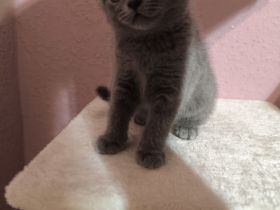 2 Katzen BKH Kitten