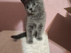Süße Britisch Kurzhaar Katzen