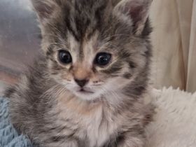 Ekh Tiger Mädchen