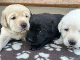 Labrador Welpen (Labradorwelpen) in der Farbe Weiß, Blond und Schwarz