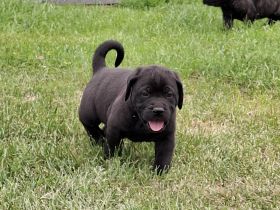 Cane Corso Welpen bald abzugeben