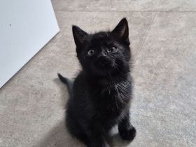 Kitten schwarzer Kater