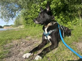 Nikita - Schlauer Bub auf der Suche nach seinem Menschen