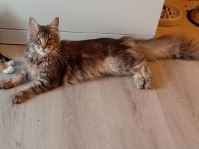 Maine coon katze