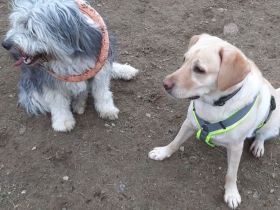 Hundepension & Gassiservice – liebevoll, ruhig und individuell
