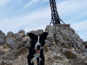 Zip - schlauer Charakterkopf sucht erfahrenes Zuhause