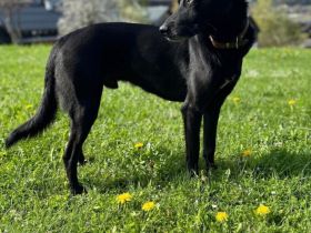 Mika - Traumhund sucht Traumzuhause