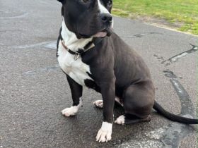 Amstaff mix