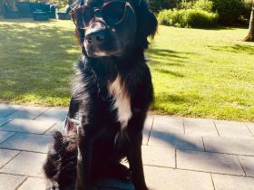 Buddy - aktiver Golden Aussie