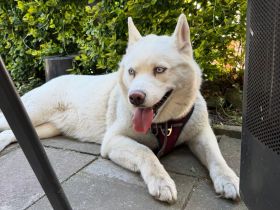 Husky Dame Nala sucht dringend