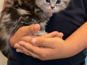 Wunderschöne Britisch Langhaar Kitten