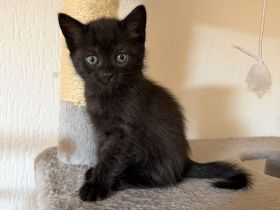 Süße Britisch Kurzhaar Kitten