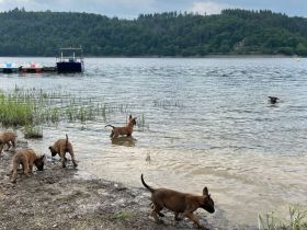 Malinois Welpen
