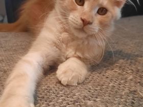 Maine coon Weibchen