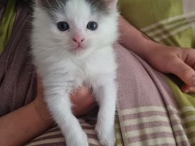 Reinrassiges Maine Coon Kitten