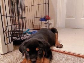 Rottweilerwelpe – sucht ein liebevolles Zuhause