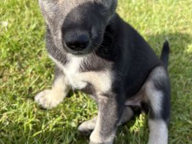 Wunderschöne Husky x Wolfshunde- Welpen