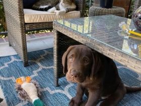 Wunderschöner weiblicher Labradorwelpe – liebevolles Zuhause gesucht
