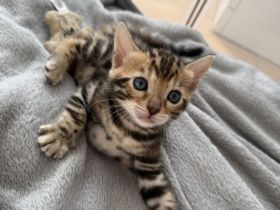 Wundervolle Bengal Kitten suchen ihr Für Immer Zuhause