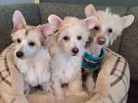 Chinese Crested Dog - Welpen-Rüden Powderpuff und Hairless
