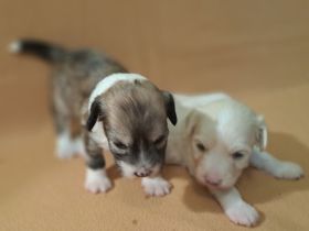 Chinese Crested Dog - Welpen-Rüden- Powderpuff