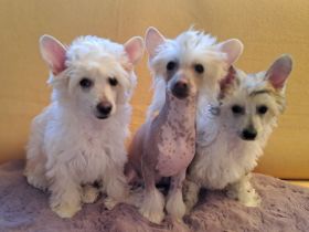 Chinese Crested Dog - Welpen-Rüden Powderpuff und Hairless
