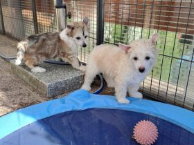 Chinese Crested Dog - Welpen-Rüden- Powderpuff