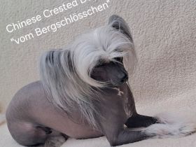 Chinese Crested Dog - wir erwarten Welpen
