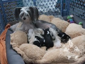 Chinese Crested Dog  Welpen aus liebevoller Familienzucht