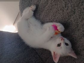 BKH Kater