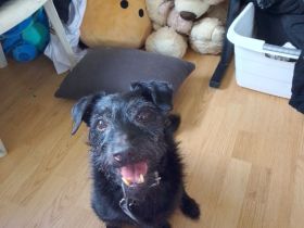 Jack Russel - schnautzer